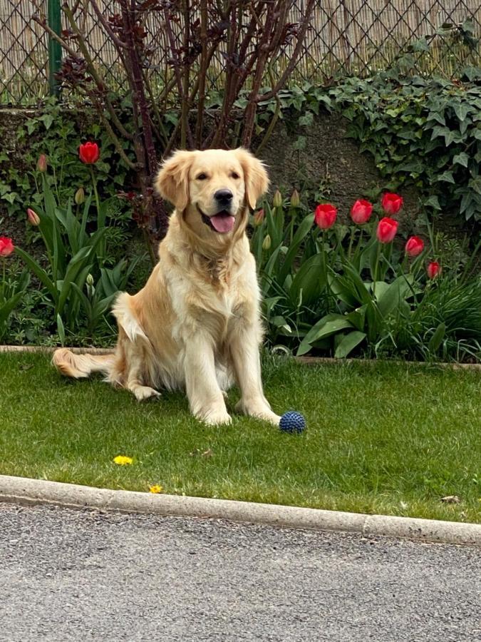 Ferienwohnung Chez Helene 3 Etoiles, Labellise Disabled Pmr,Pour 4 Personnes Chiens Bienvenus-Pet Friendly Bourg-Madame Exterior foto